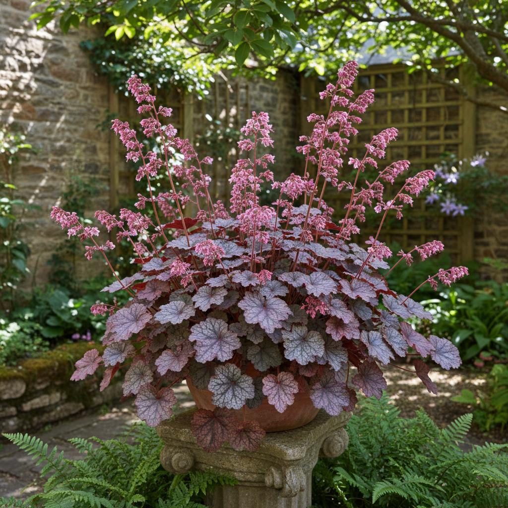 Heuchera 'Rachel' (Campanelle di Corallo 'Rachel') (Heuchera 'Rachel')