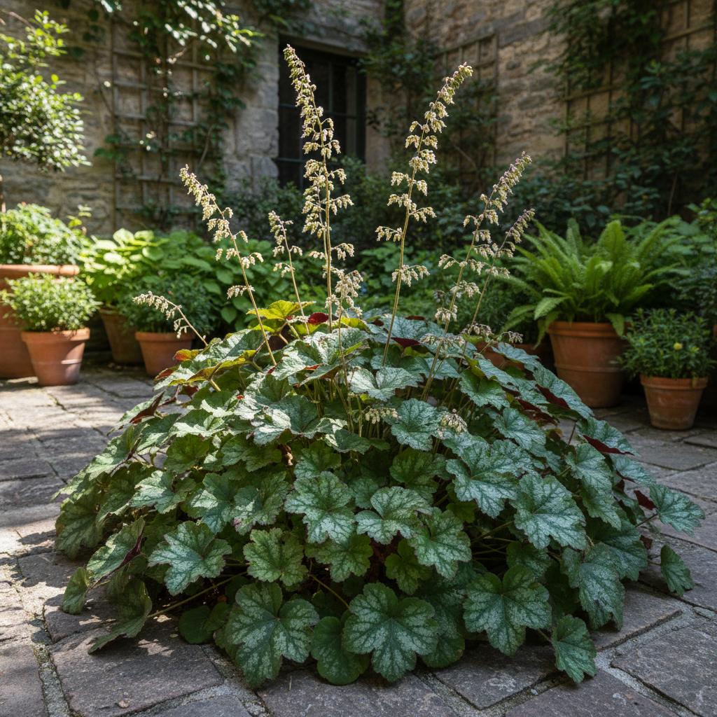 Heuchera a foglie piccole (Heuchera parvifolia)