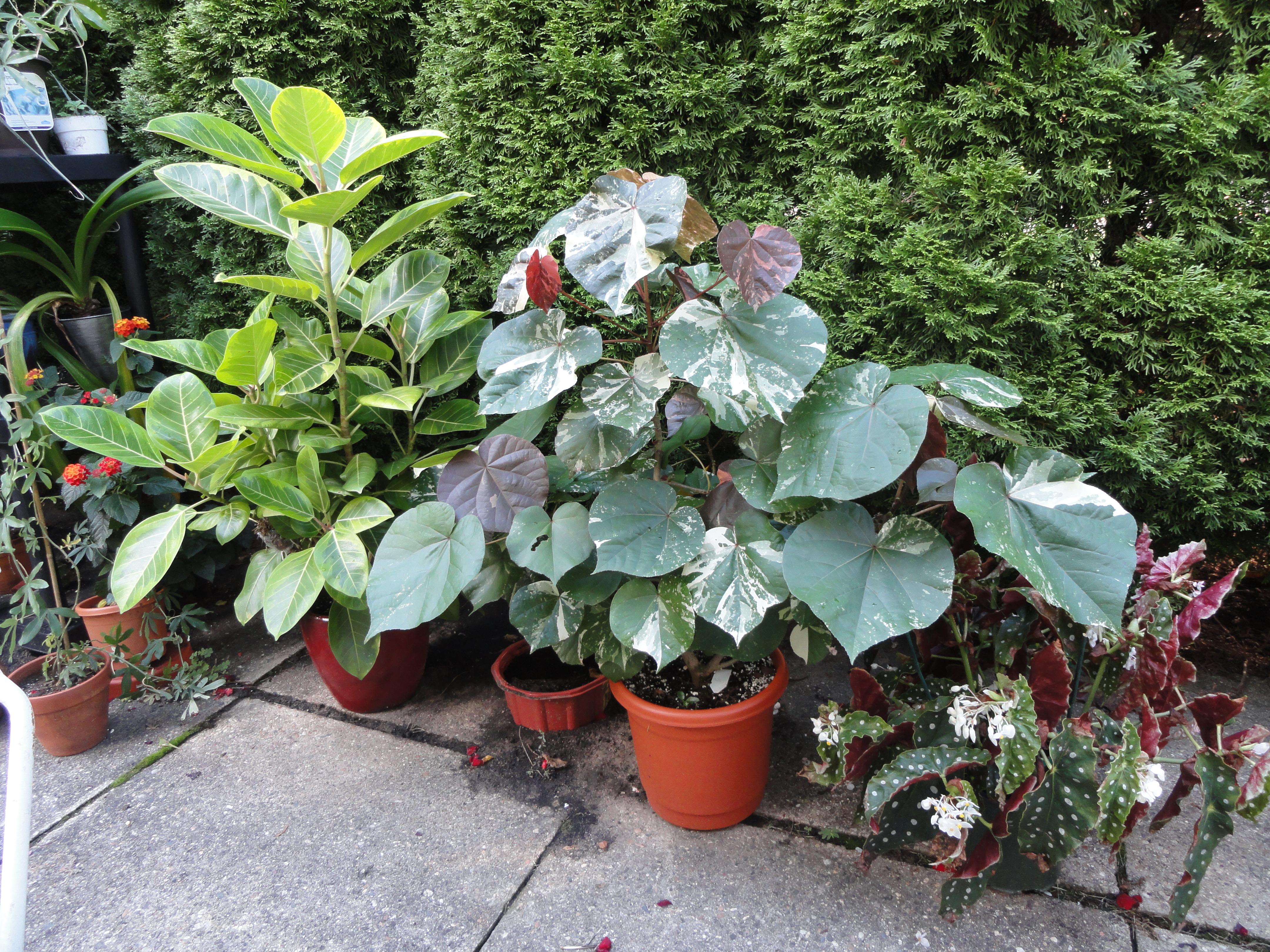 Hibiscus tiliaceo 'Purpurascens' (Fiore di Mare Viola) (Hibiscus tiliaceus 'purpurascens')