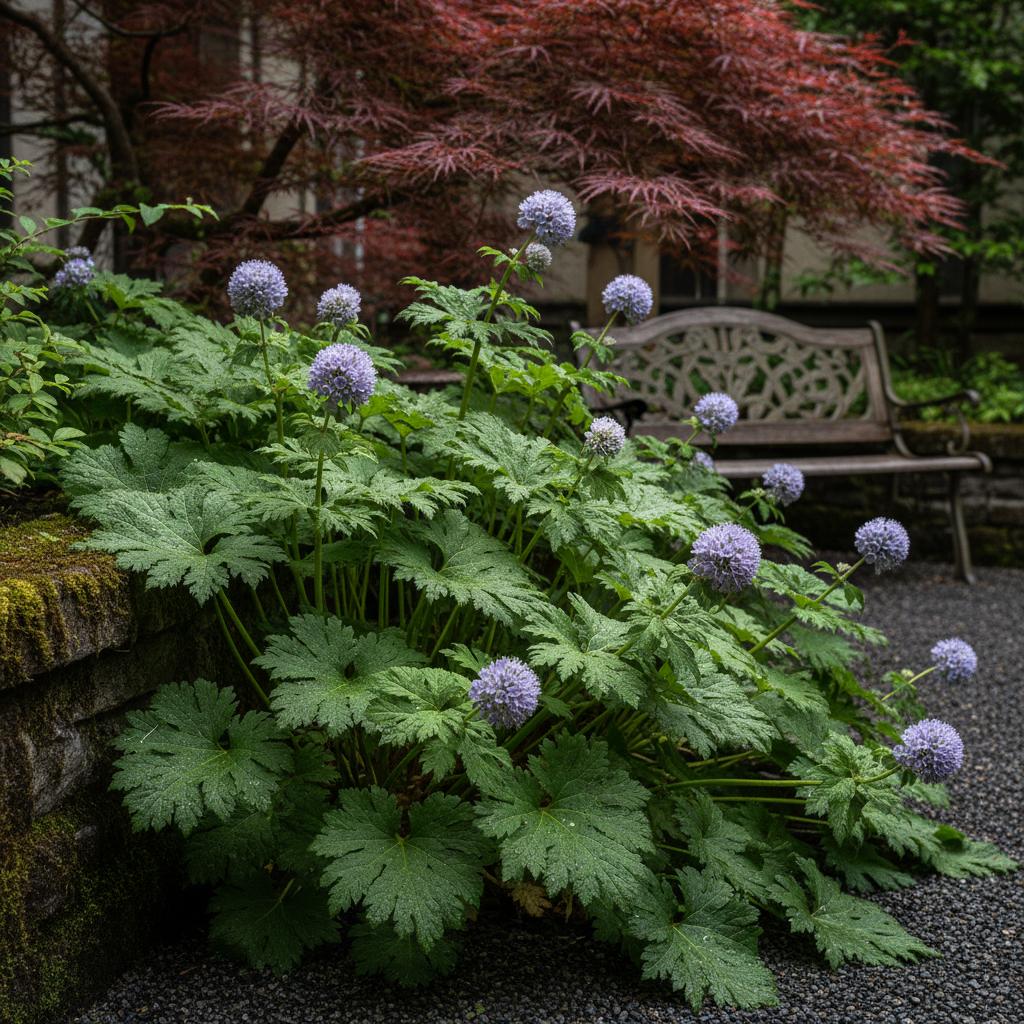 Acquafoglia a capolini (Hydrophyllum capitatum)