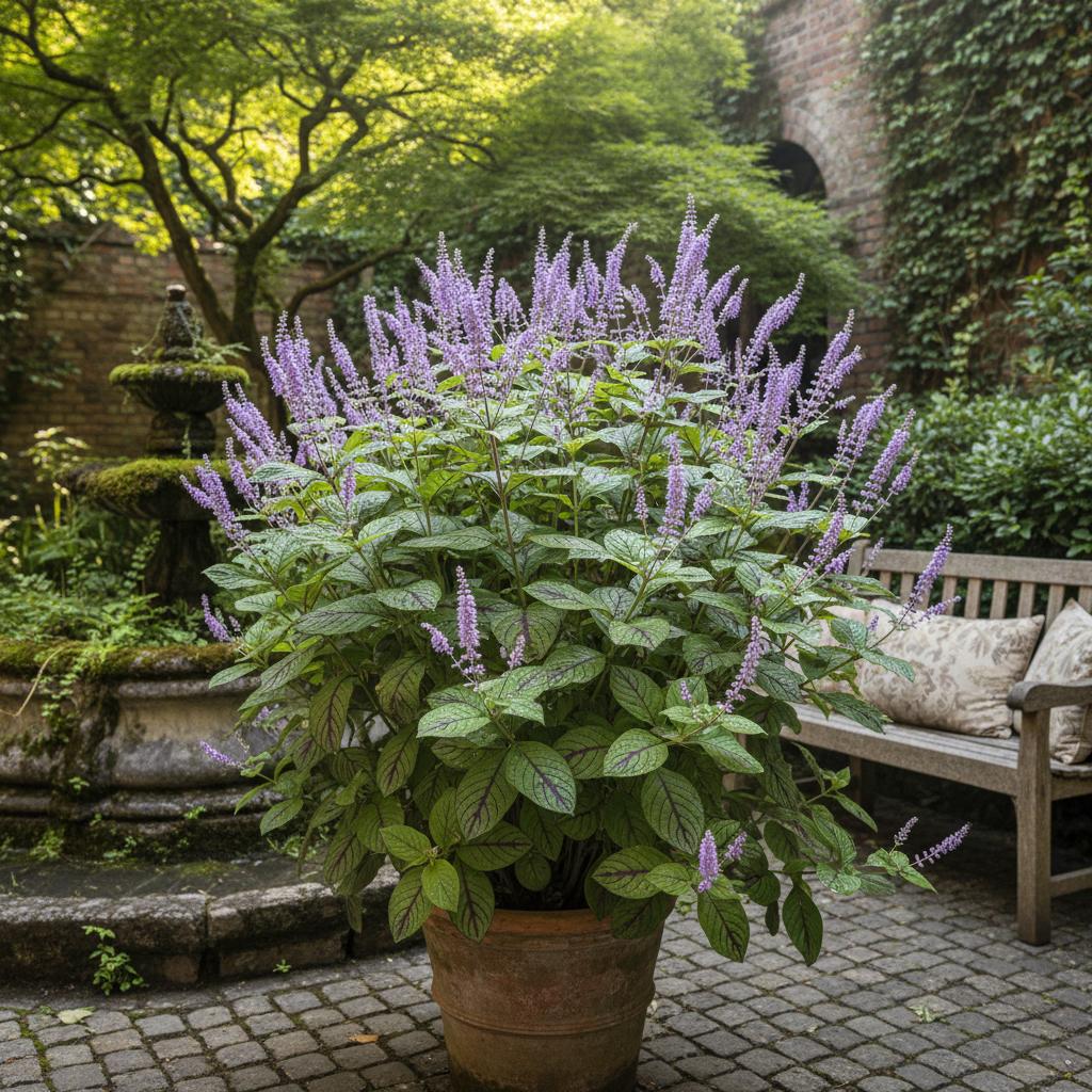 Pianta a Punte di Zucchero (Hypoestes aristata)
