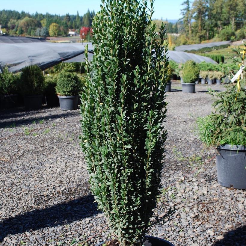 Japanische Stechpalme 'Sky Pencil' (Ilex crenata ‘Sky Pencil’)