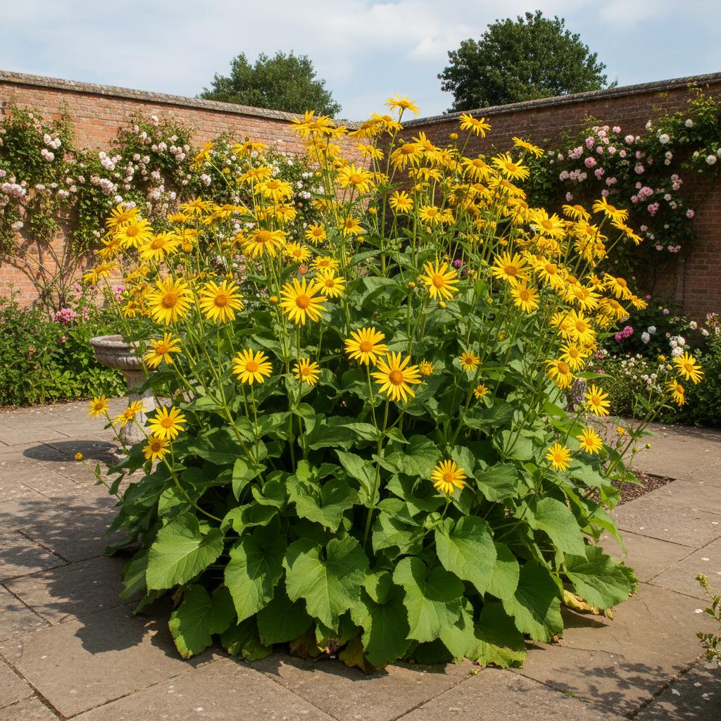 Alant (Inula helenium)