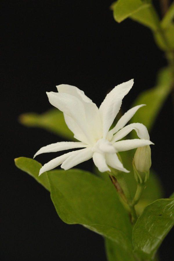 Gelsomino sambac 'Belle Of India' (Jasminum sambac 'Belle of India')