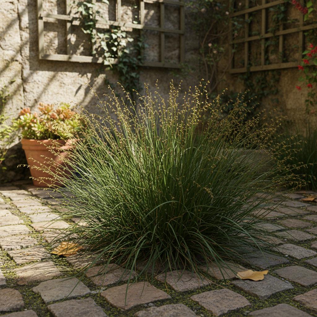 Junco ranaio (Bufonella comune) (Juncus bufonius)