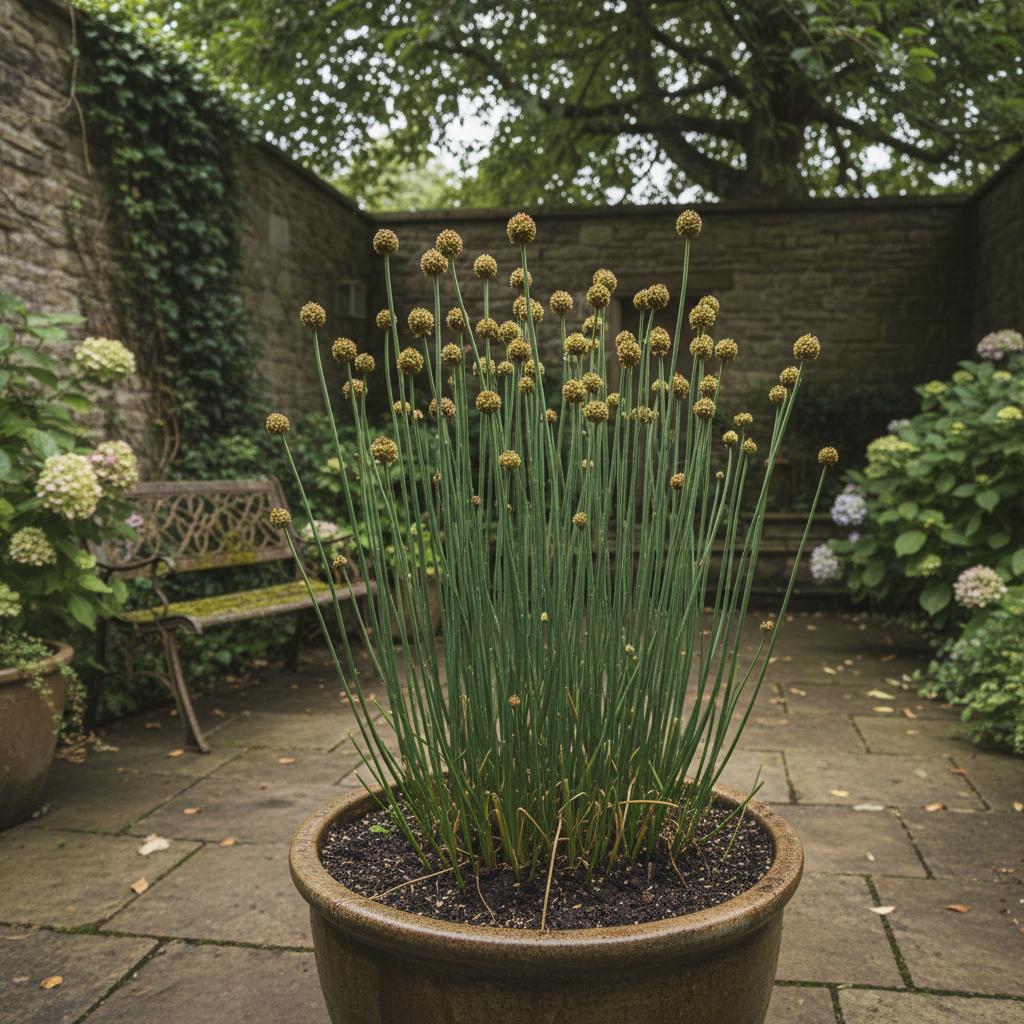 Giunco compatto (Juncus conglomeratus)
