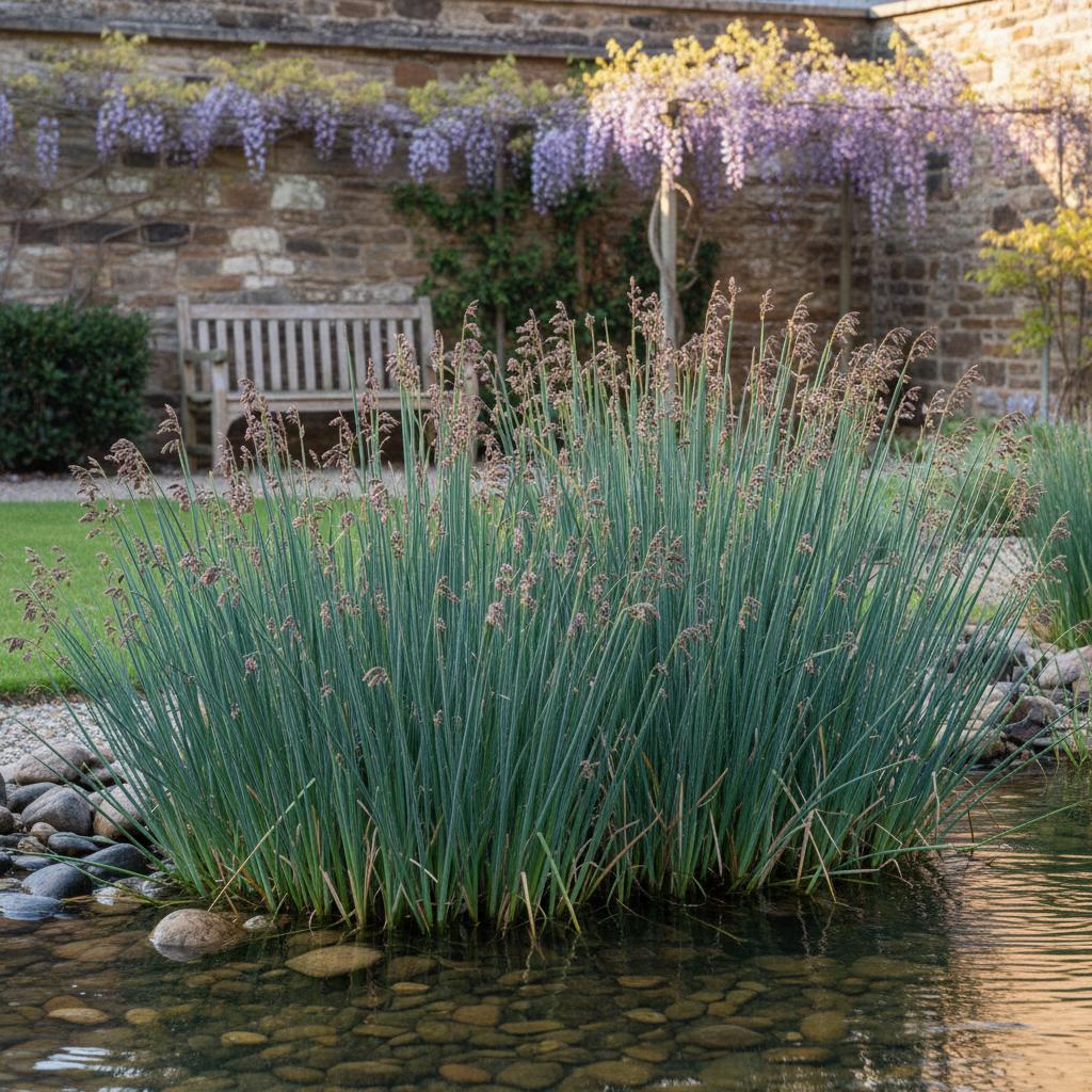 Giunco ibrido (Juncus hybridus)