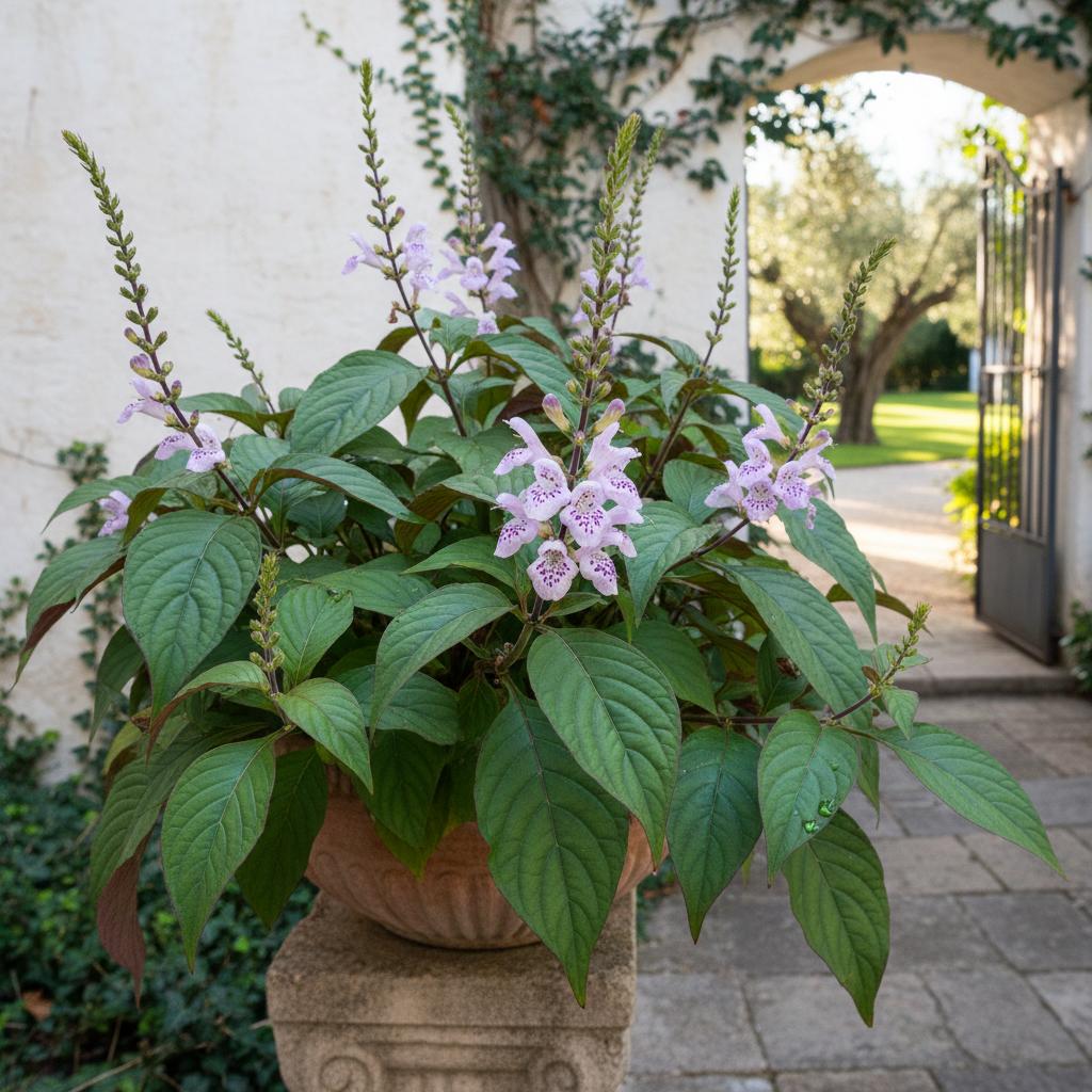 Diclipter-ähnliche Justizblume (Justicia diclipteroides Lindau)