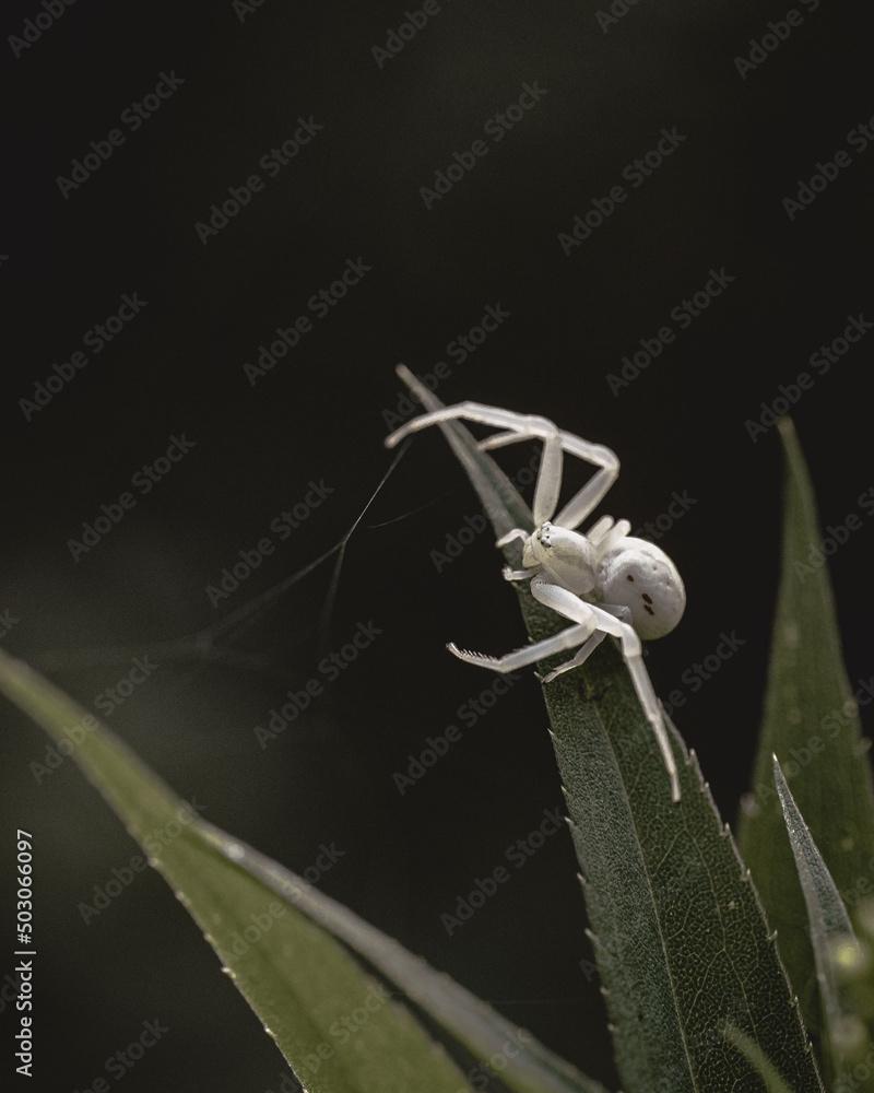 White Widow Spider (Latrodectus pallidus)