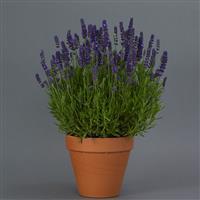 Echter Lavendel 'Blue Spear' (Lavandula angustifolia 'Blue Spear')