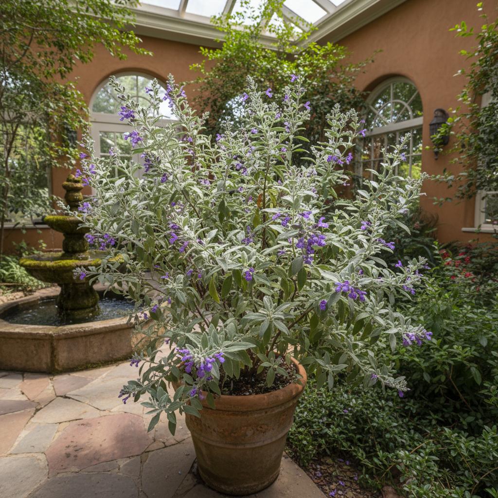 Texas-Salbei (Leucophyllum frutescens)