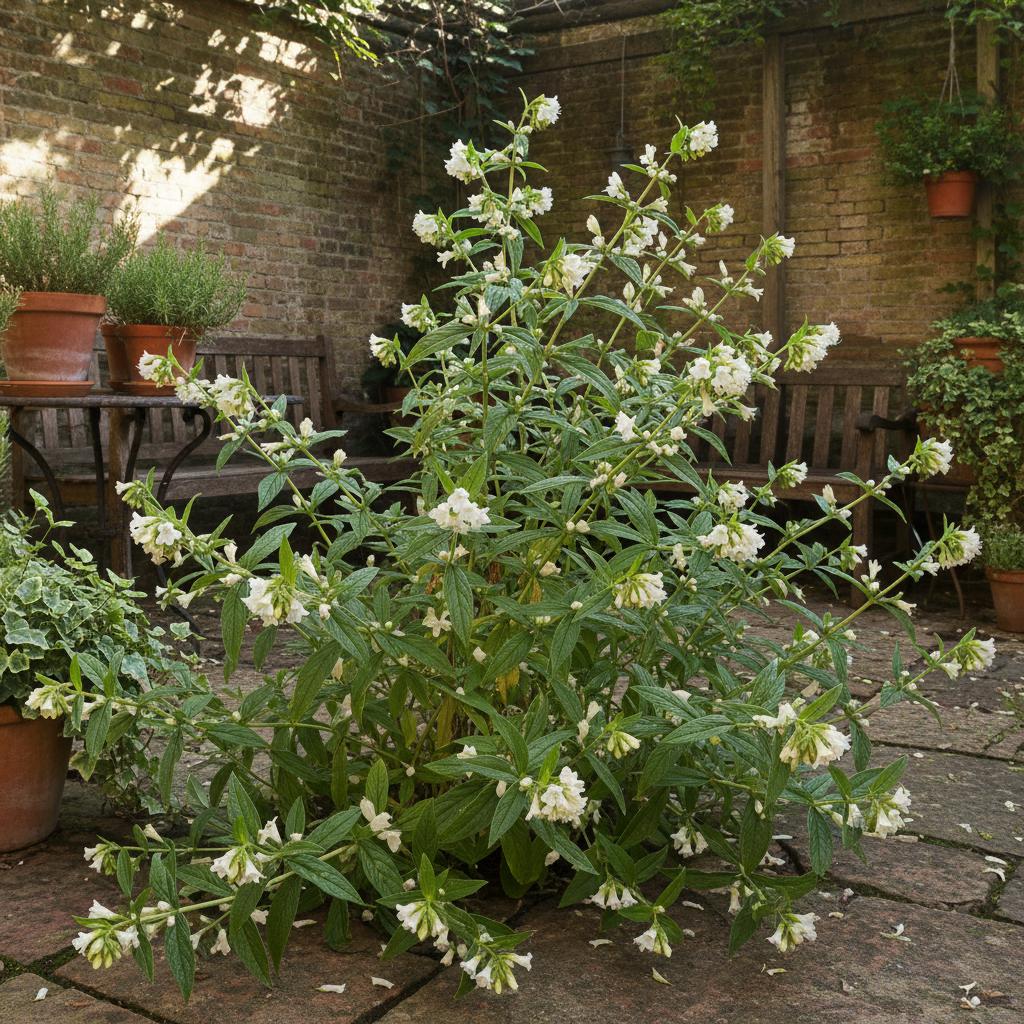Echter Steinsame (Lithospermum officinale)