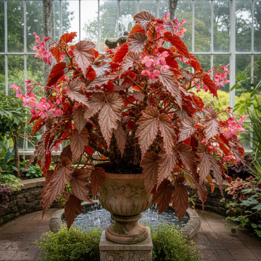 Mallet-Begonie 'Arabian Sunset' (Mallet Begonia 'Arabian Sunset')