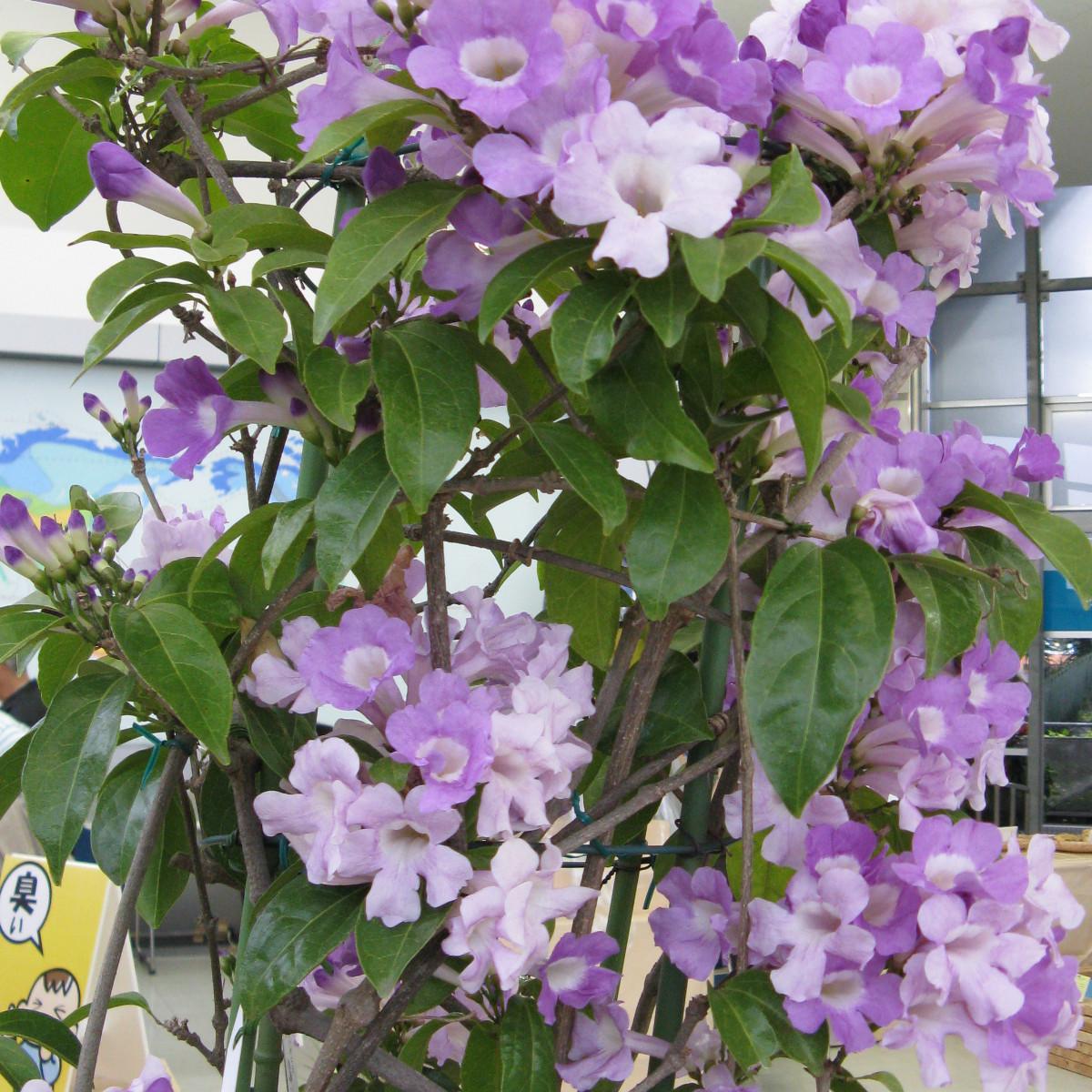 Knoblauchrebe (Mansoa alliacea)
