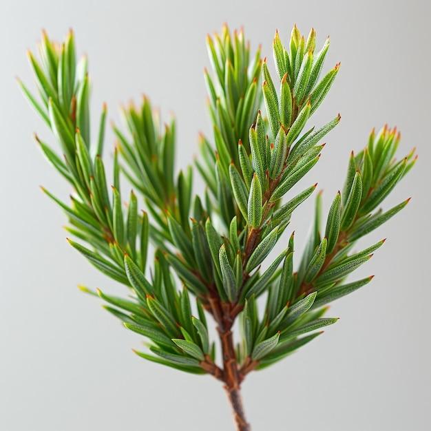 Teebaum (Melaleuca alternifolia)