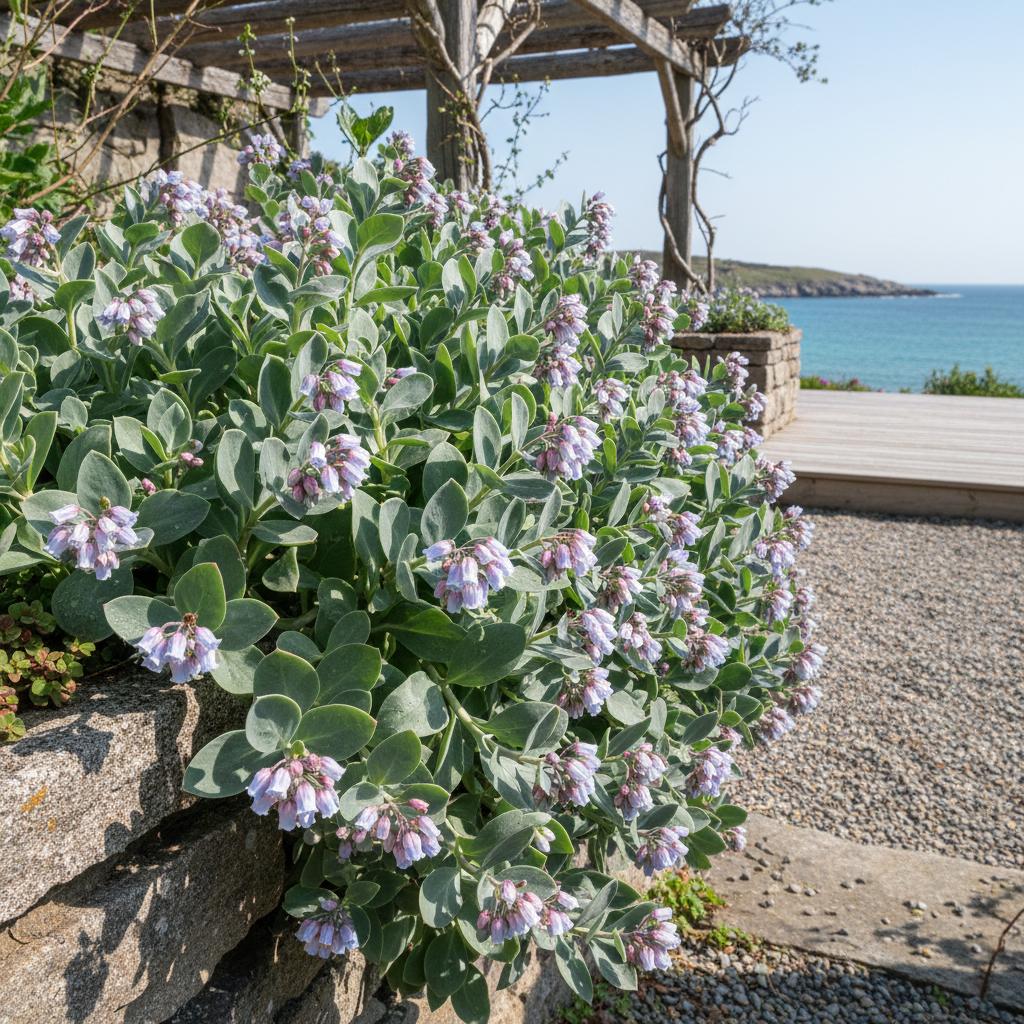 Meeres-Lungenkraut (Mertensia maritima)