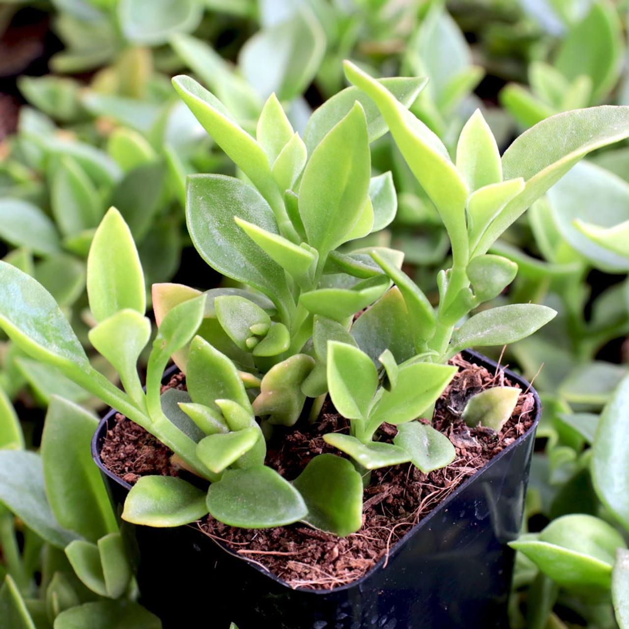 Herzblättriges Mittagsblume (Mesembryanthemum cordifolium)