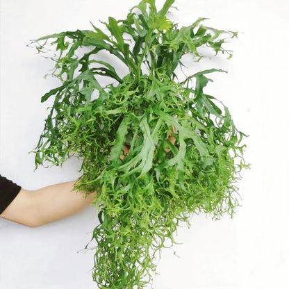 Tropfblättriger Netzfarn (Microsorum punctatum)