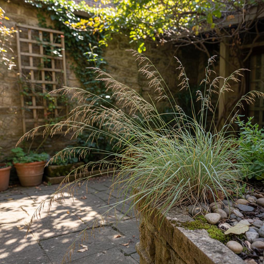 假蟋蟀草 (Moorochloa eruciformis)