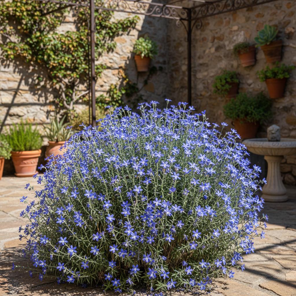 Italienisches Sandkraut (Neatostema apulum)