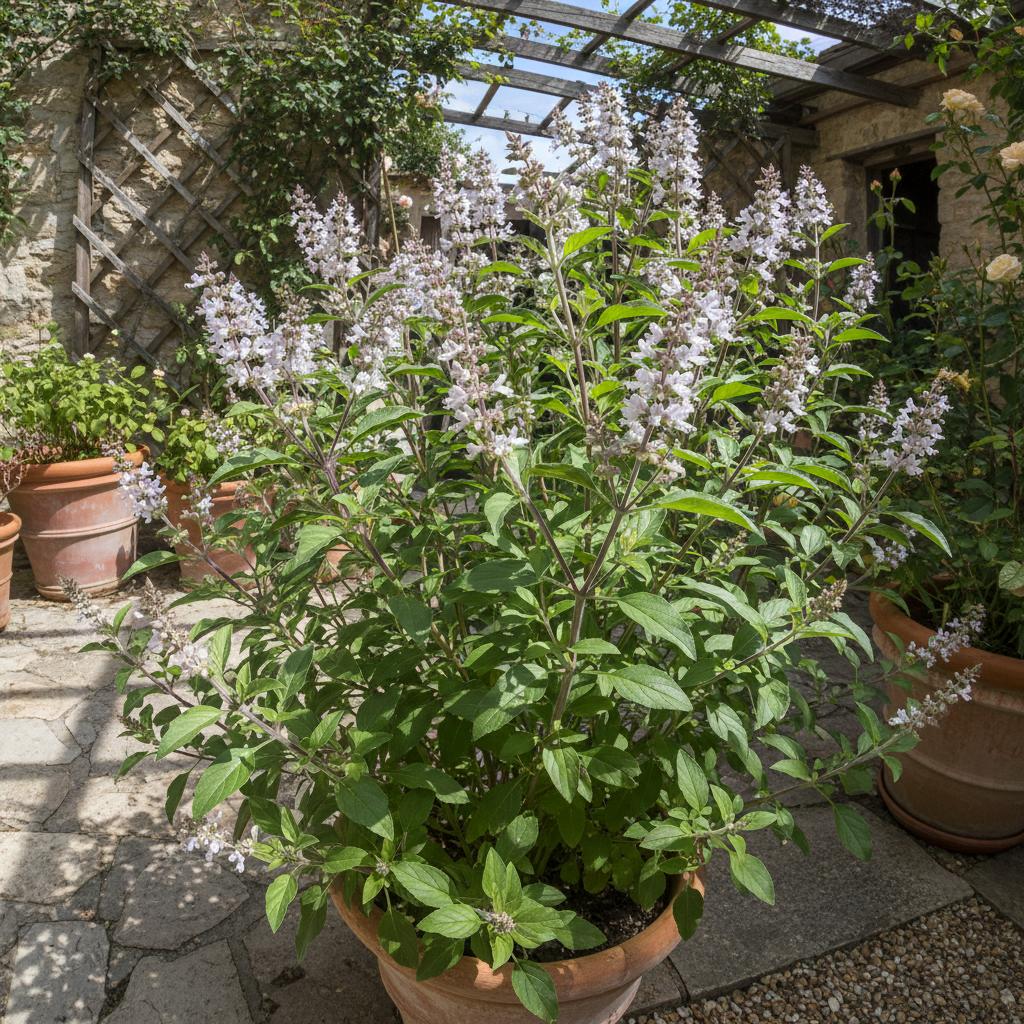 Campeche-Basilikum (Ocimum campechianum)