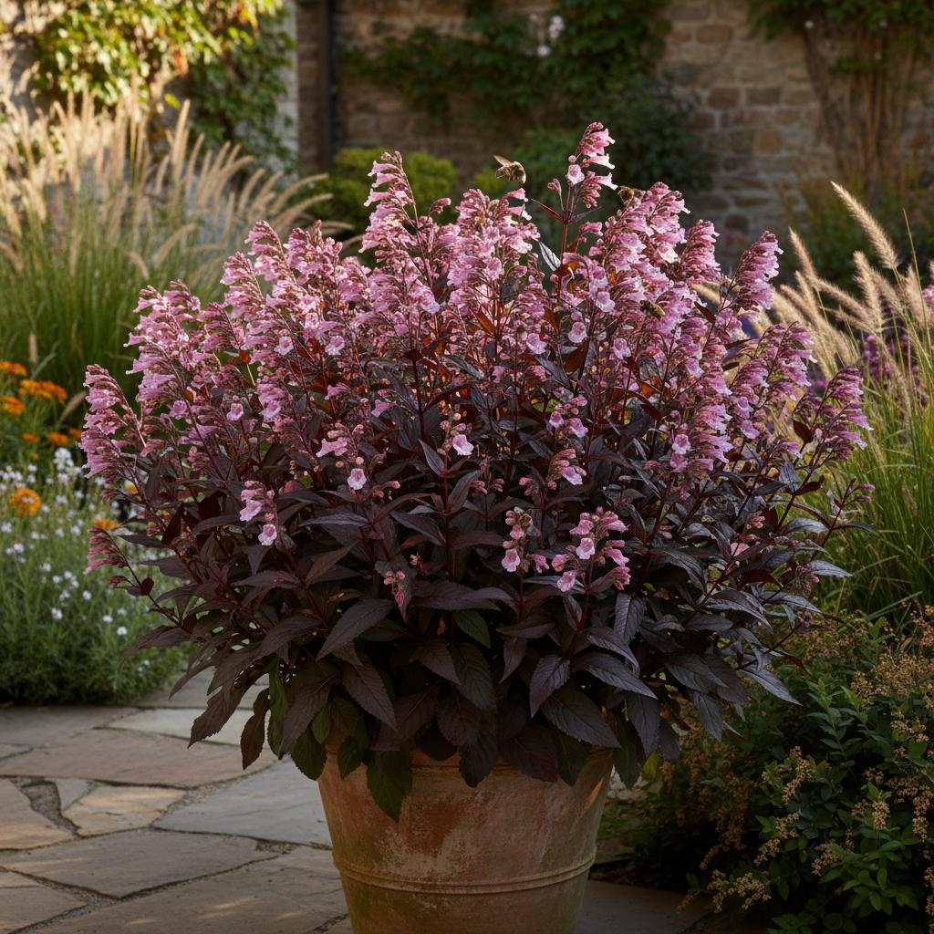 Penstemon 'Dakota Burgundy' (Borgogna Dakota) (Penstemon 'Dakota Burgundy')