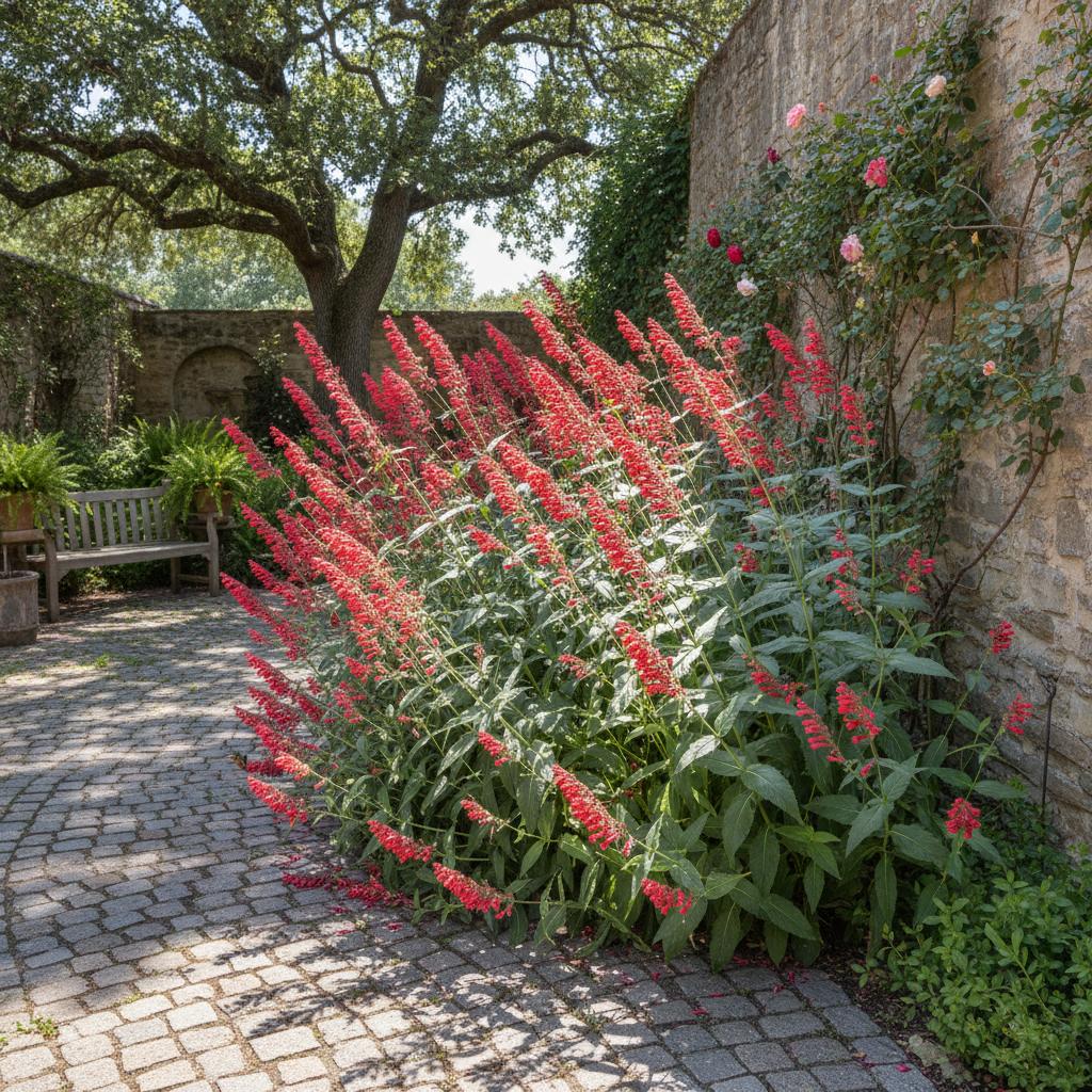 Pentstemo barbatto (Penstemon barbatus)