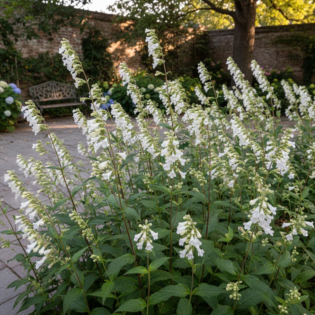 Penstemon digitale (Penstemon a foglia di digitale) (Penstemon digitalis)