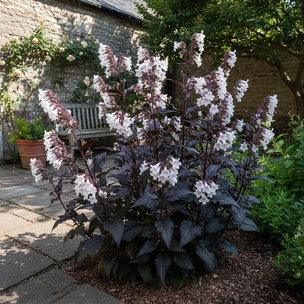 Penstemon digitale 'Blackbeard' (Penstemon digitalis 'Blackbeard')