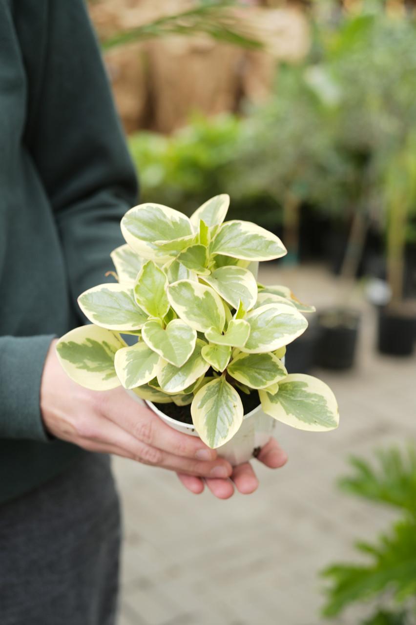 Peperomia 'Obtipan Bicolor' (Peperomia 'Obtipan Bicolor')