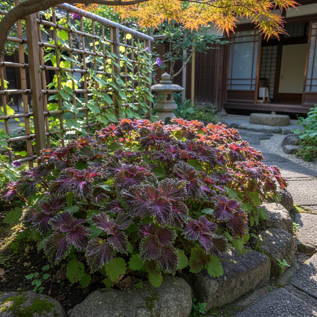 Perilla (Shiso) (Perilla frutescens var. crispa)