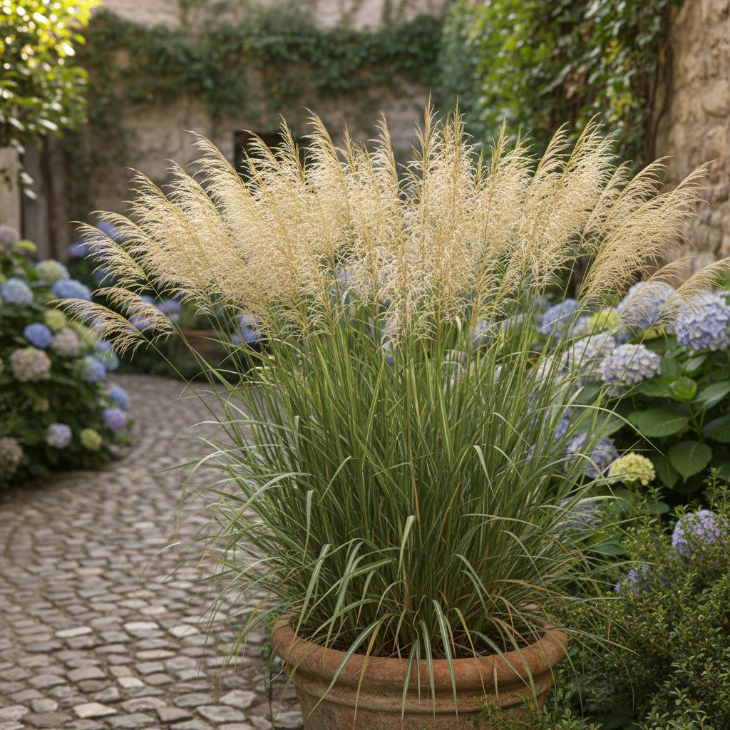 加那利虉草 (Phalaris canariensis)