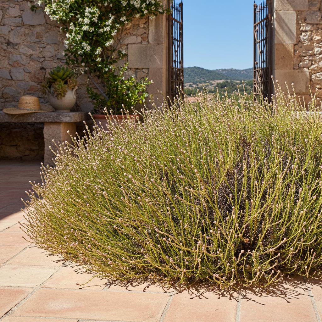 Polignone maggiore (Polycnemum majus)