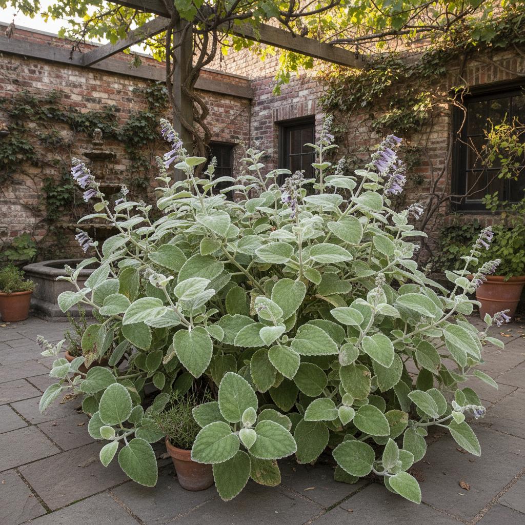 Plectranthus 'Mike's Fuzzy Wuzzy' (Plectranthus neochilus 'Mike's Fuzzy Wuzzy')