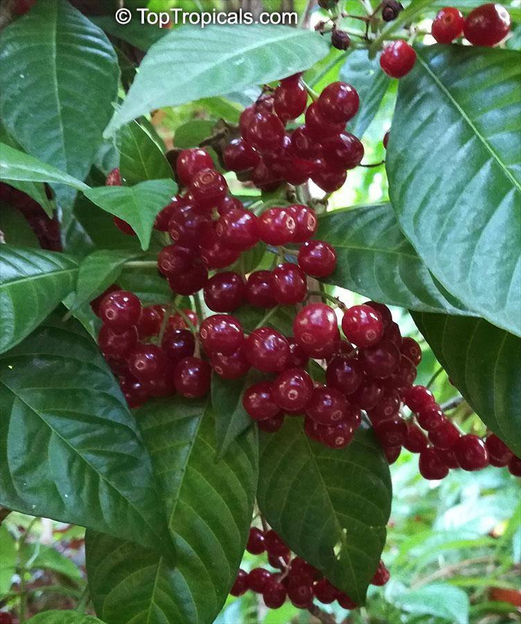 Chacruna (Psychotria viridis)