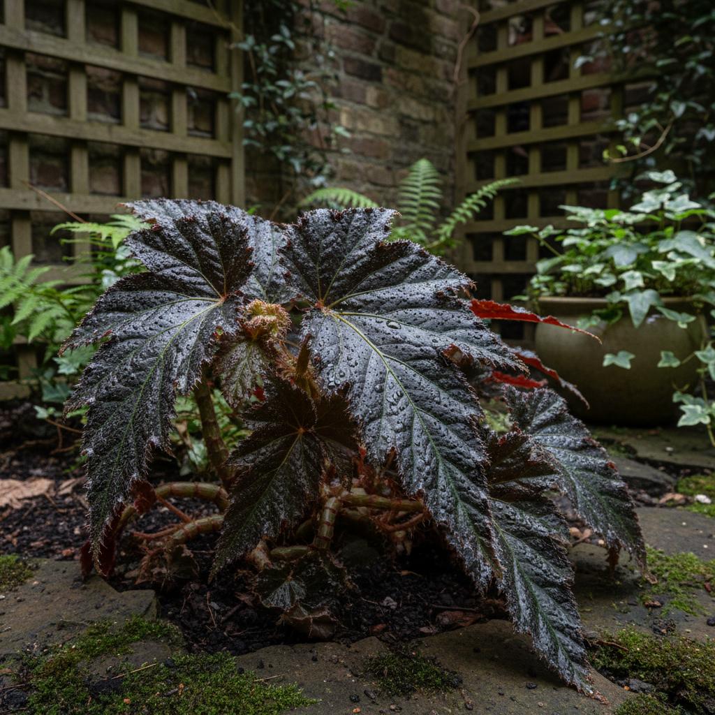Begonia 'Black Fang' (Begonia Dente Nero) (Begonia 'Black Fang')