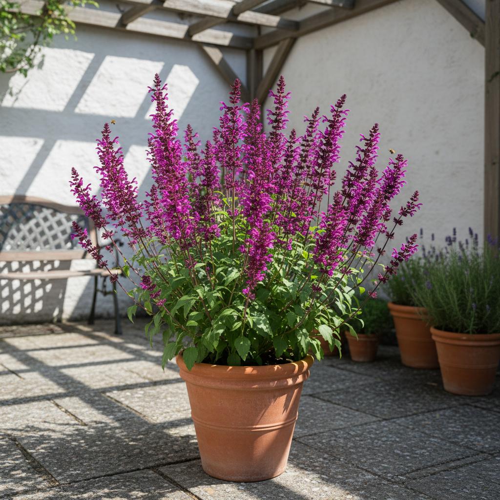 Salbei 'Eveline' (Salvia 'Eveline')
