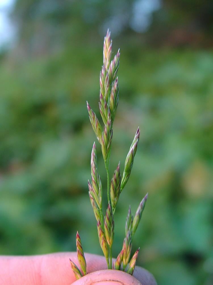 Riesen-Schwingel (Schedonorus arundinaceus)