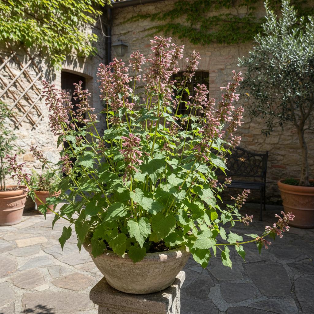 Wander-Krötenkraut (Scrophularia peregrina)