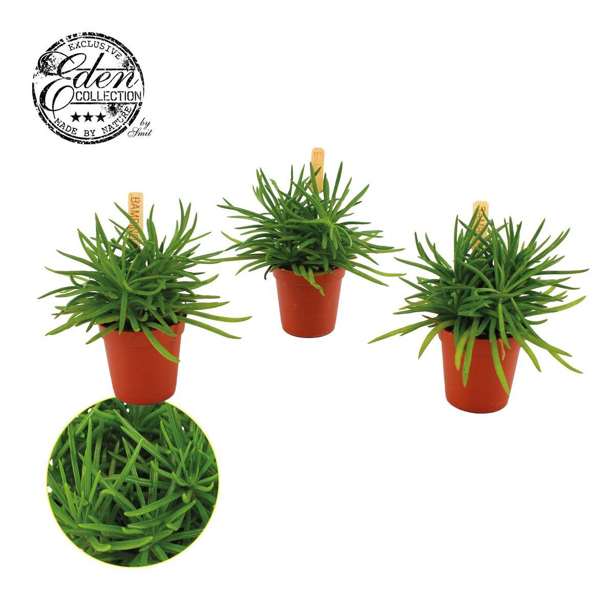 Himalaya-Hängender Senecio (Senecio archeri 'Himalaya')