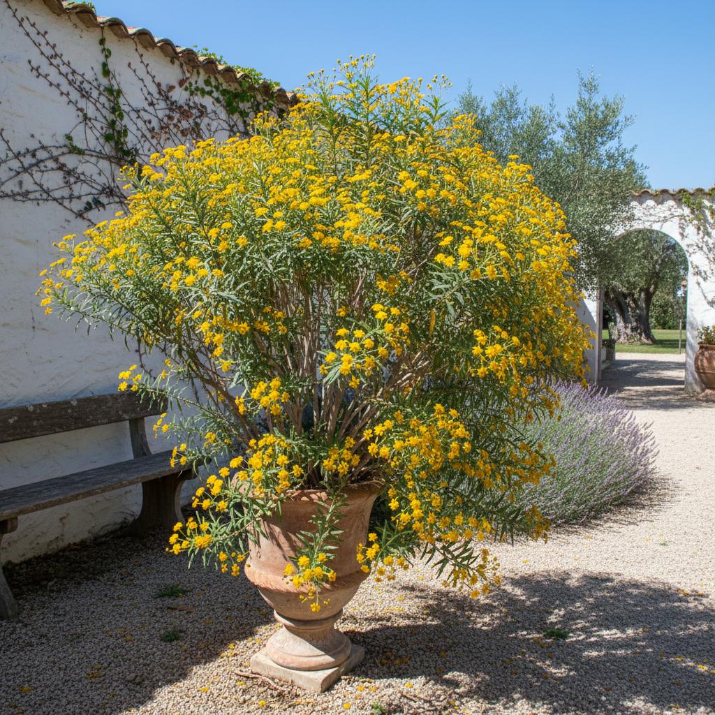 Ungleichfruchtiges Greiskraut (Senecio inaequidens)