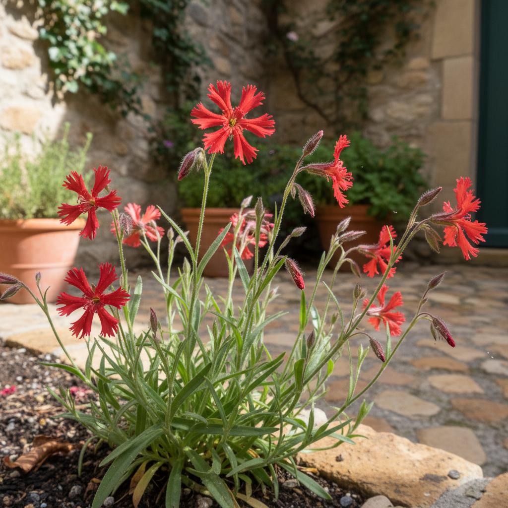 가시장미꽃 (Silene laciniata)