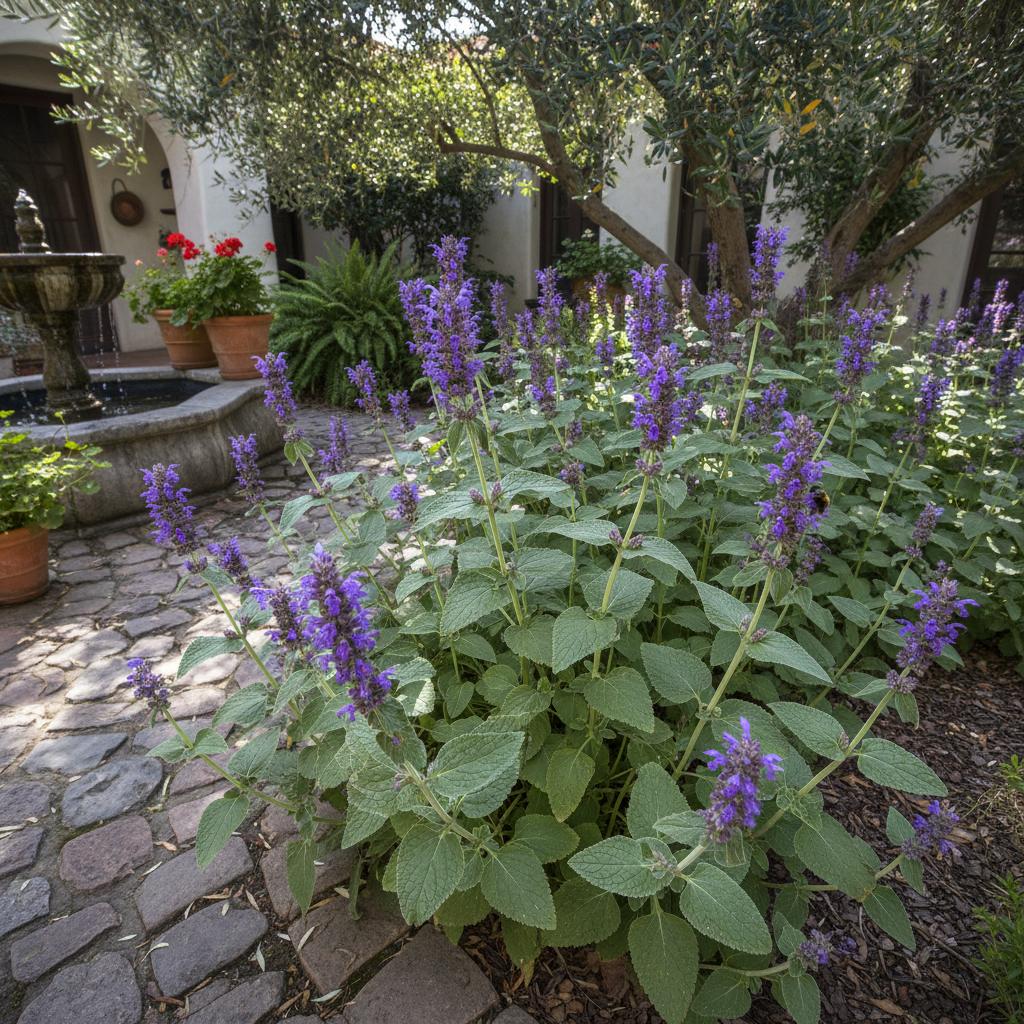 Chamissons Ziest (Stachys chamissonis)