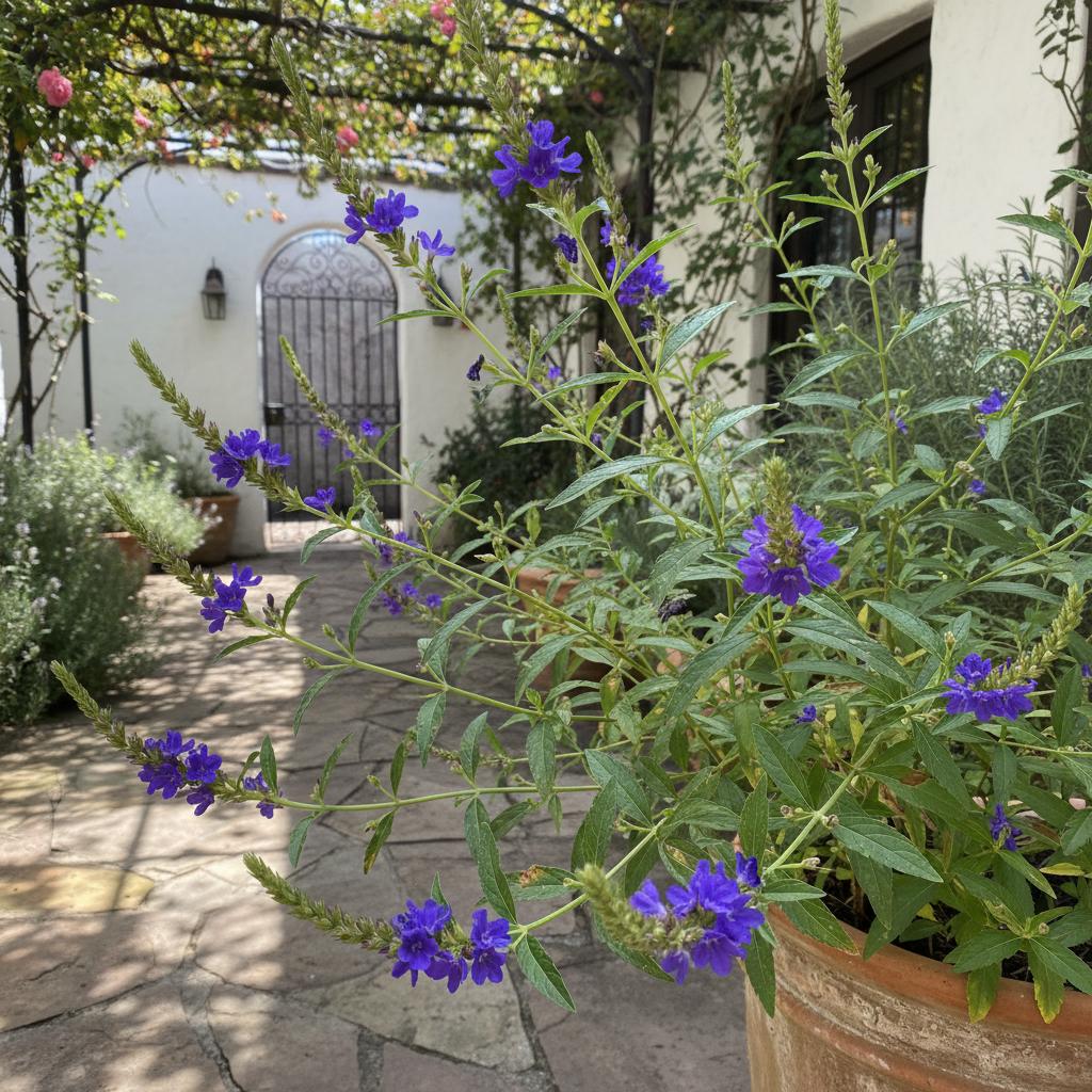 Jamaika-Federblume (Stachytarpheta jamaicensis)