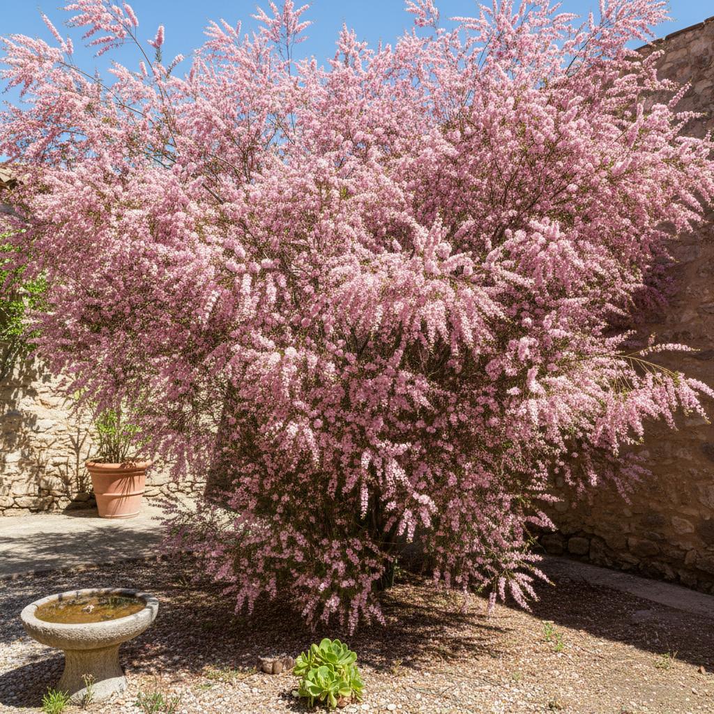 Kleinflügelige Tamariske (Tamarix parviflora)