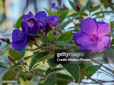 Prinzessinnenblume (Tibouchina urvilleana)