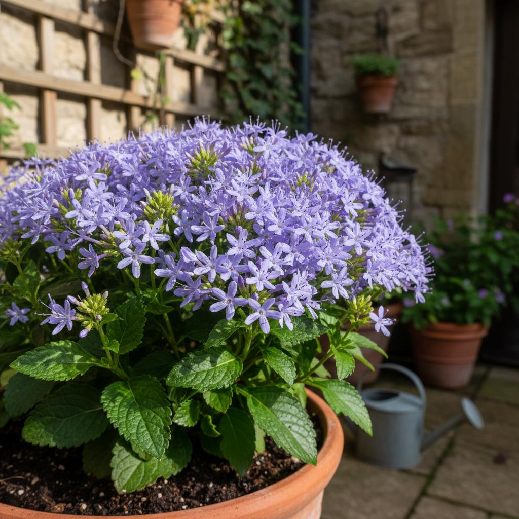 Himmelblauer Halskraut (Trachelium caeruleum)