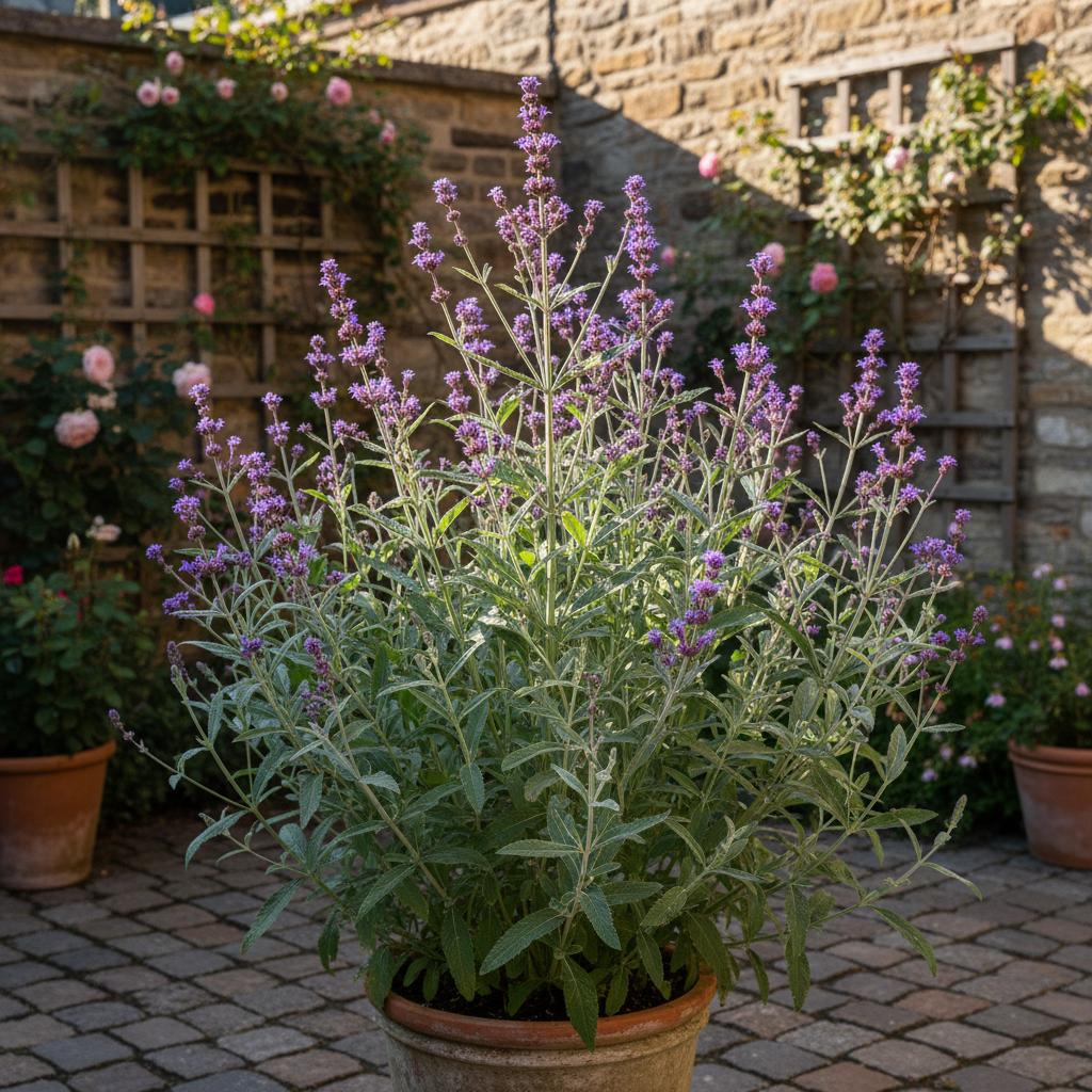 Steifes Eisenkraut (Verbena stricta)