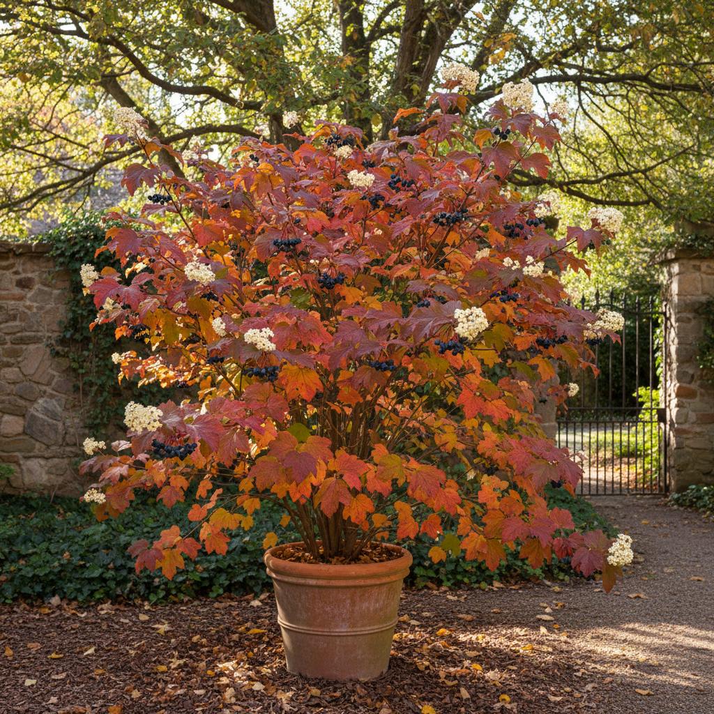 Eschenblättriger Schneeball (Viburnum acerifolium)