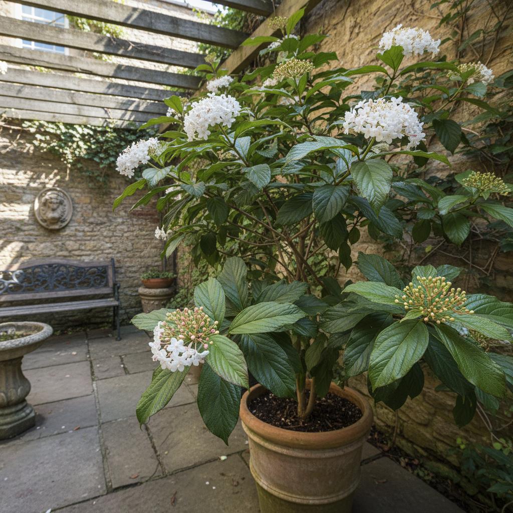 Duft-Schneeball (Viburnum odoratissimum)